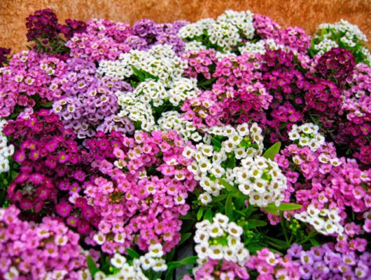 Алиссум Снежный ковер 35 фото посадка и уход выращивание цветов из семян лобулярия белого цвета на клумбе