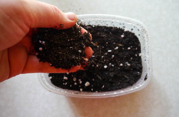 Как выращивать георгины из семян в домашних условиях?