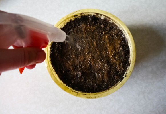 Как сажать портулак махровый семенами
