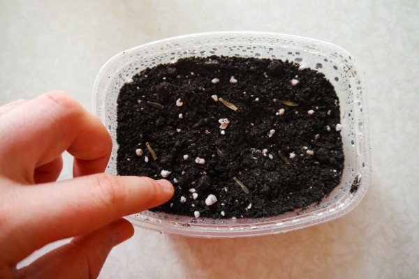 Правила выращивания однолетних георгин из семян: когда сажать?