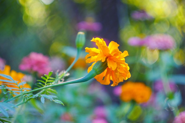 Как вырастить рассаду цветов бархатцы