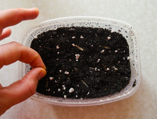 Правила выращивания однолетних георгин из семян: когда сажать?