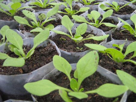 Как и чем подкормить рассаду петунии, чтобы вырастить крепкие и здоровые растения