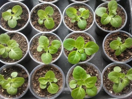 Как и чем подкормить рассаду петунии, чтобы вырастить крепкие и здоровые растения