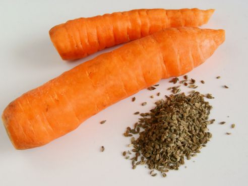 Подготовка семян моркови к посадке весной: способы обработки, правила