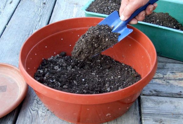 Розмарин: посадка и уход в открытом грунте, выращивание в горшке, из семян и черенками, посадка на рассаду, подготовка почвы, фото розмарина в домашних условиях