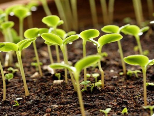 Выращивание рассады незабудки: когда и как сажать семена, ухаживать,пикировать