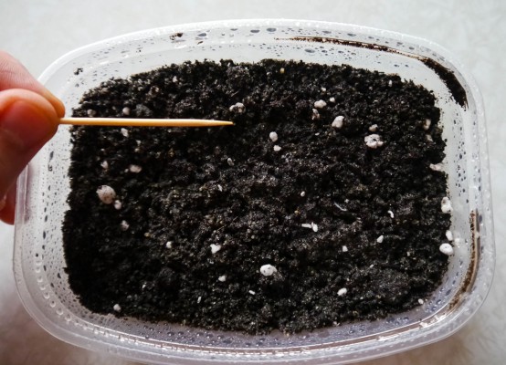 Агератум бонжур выращивание из семян когда сажать