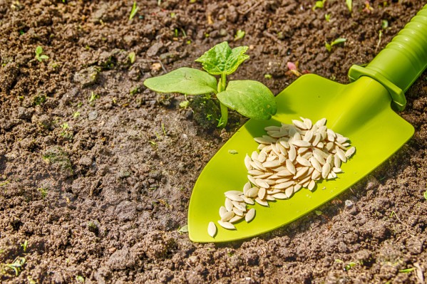 Kogda i kak pravilno posadit semena ogurtsov v otkrytyj grunt i teplitsu