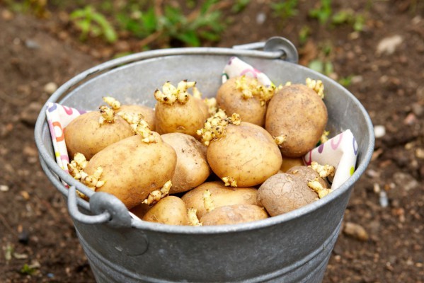 Технология кербовки картофеля