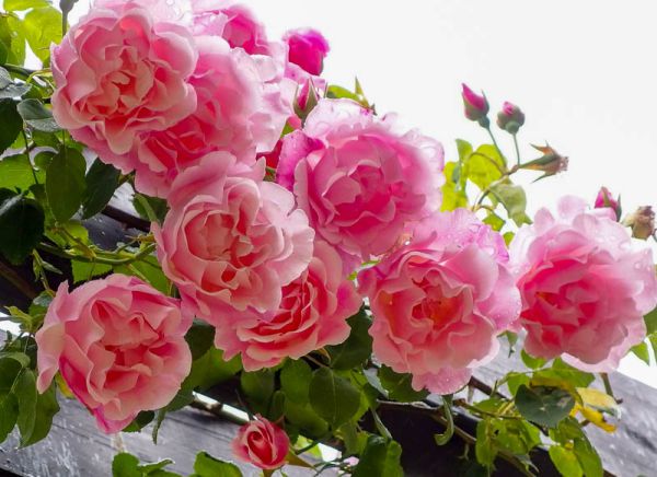 Как ухаживать за садовой розой