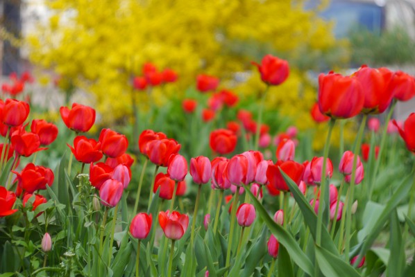 Красиво Посадить Тюльпаны На Участке Схемы Фото
