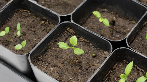 Как выращивать рассаду баклажанов в домашних условиях?
