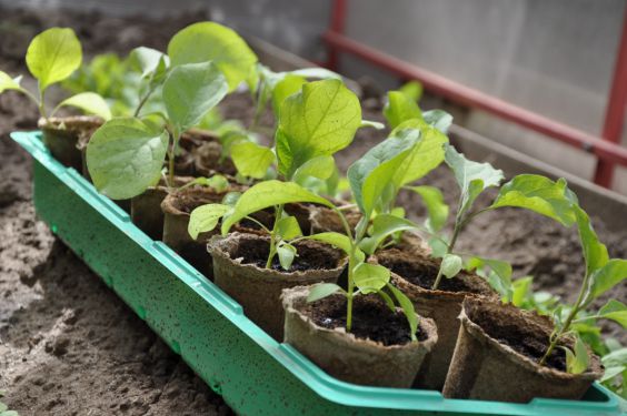 Как выращивать рассаду баклажанов в домашних условиях?