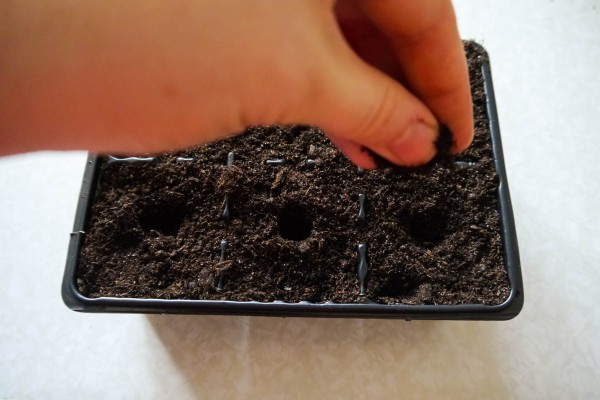 Как выращивать рассаду базилика в домашних условиях?