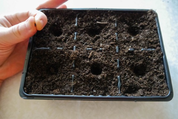 Как выращивать рассаду базилика в домашних условиях?