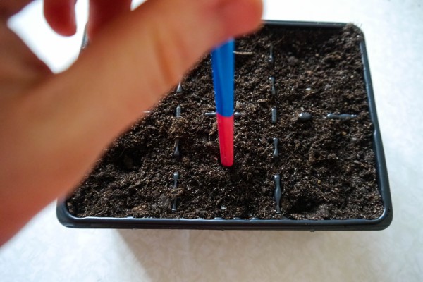 Как из семян вырастить рассаду базилика в домашних условиях