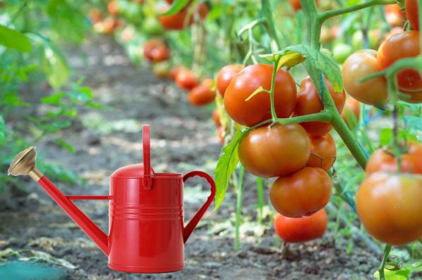 Как часто увлажнять помидоры капельным поливом из пластиковых бутылок в теплице из поликарбоната