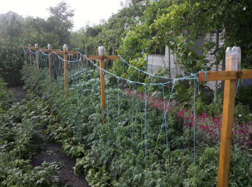 Уход за помидорами в открытом грунте и теплице: подвязывание, подкормка,полив, окучивание и др.