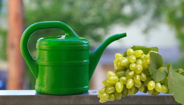 Что делать с виноградом в августе: подкормка, обрезка (чеканка), обработкаот болезней, полив