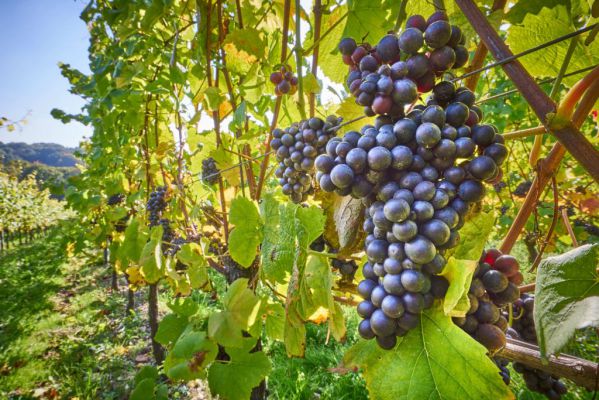 Что делать с виноградом в августе: подкормка, обрезка (чеканка), обработкаот болезней, полив
