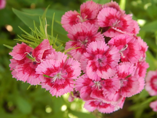 Гвоздика турецкая: известные способы выращивания цветка из семян