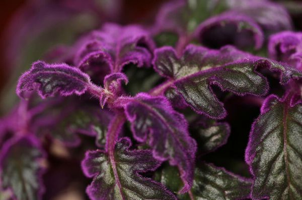 Комнатные Растения Фиолетового Фото И Названия