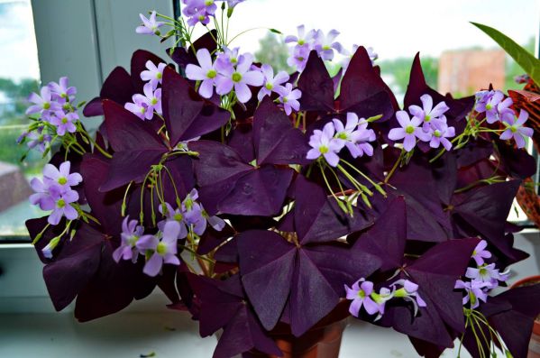 Фиолетовые листья что за растение