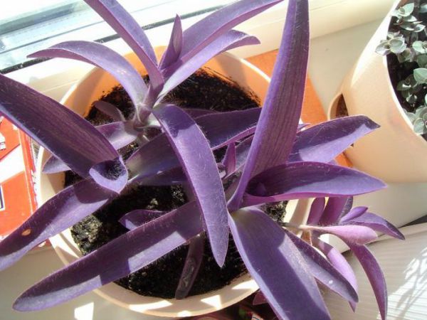 Комнатные цветы с фиолетовыми листьями