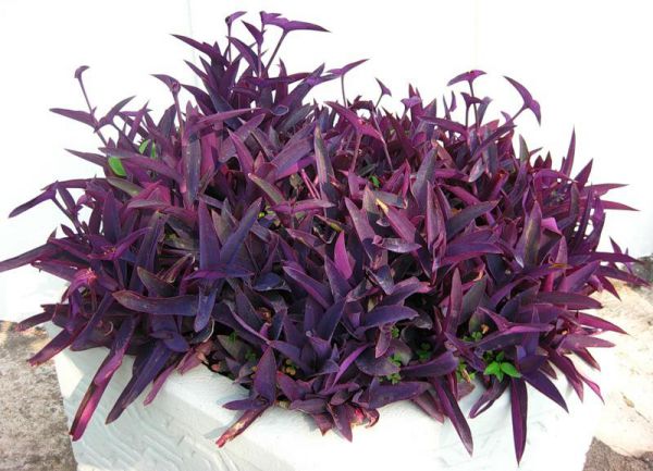 14 комнатных цветков с фиолетовыми листьями