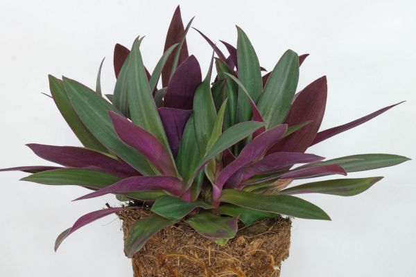 Фиолетовые листья что за растение