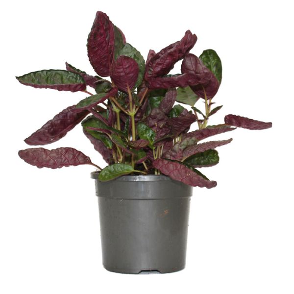 Комнатное растение с фиолетовыми листьями, фото и описание