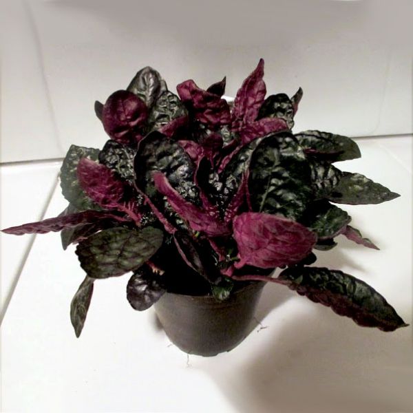 Комнатные Растения Фиолетового Фото И Названия