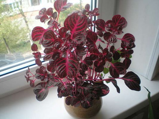 Растение С Розовыми Листьями Фото