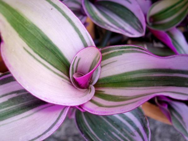 Комнатные растения с фиолетовыми цветами