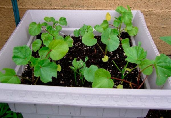 Лаватера: выращивание из семян, правила посадки и ухода, характеристика