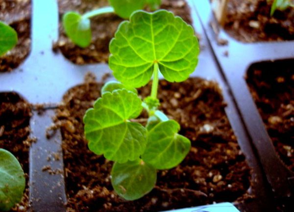 Лаватера: выращивание из семян, правила посадки и ухода, характеристика