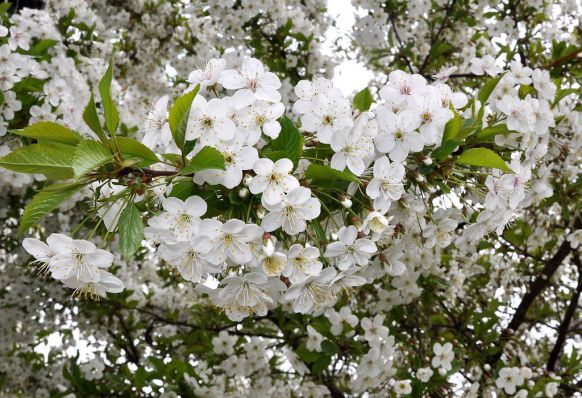 Почему вишня цветет, но не плодоносит: причины, что делать, какпредотвратить