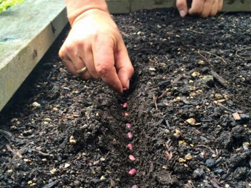 как посадить фасоль в открытый грунт
