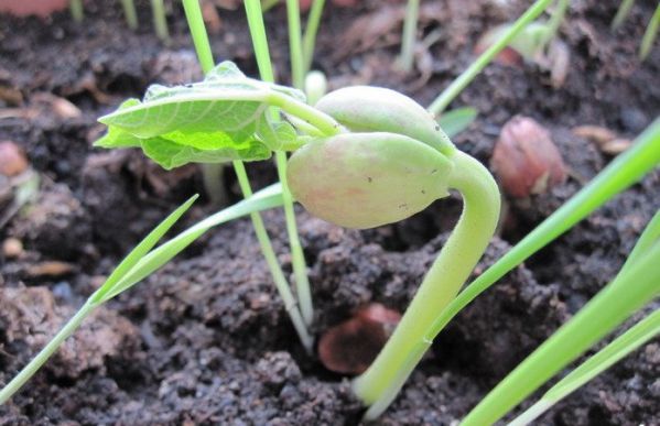 Когда и как правильно сажать фасоль семенами в открытый грунт: сроки,правила, схемы