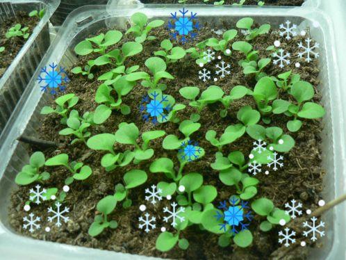Посадка семян петунии на рассаду на снег: правила и схема способа