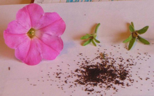 Посадка семян петунии на рассаду на снег: правила и схема способа