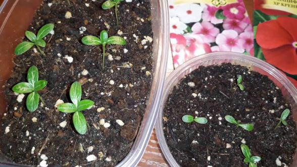 Выращивание рассады катарантуса в домашних условиях: посадка семян, уход