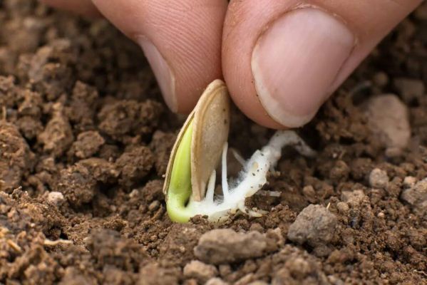 Подготовка семян кабачков к посадке: как правильно замочить, прорастить