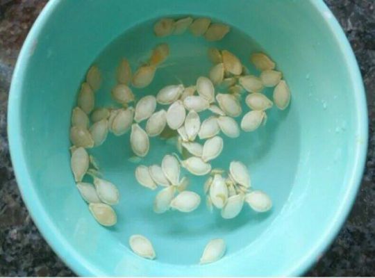 Подготовка семян кабачков к посадке: как правильно замочить, прорастить