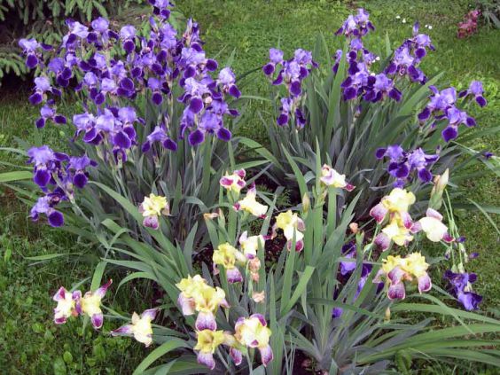 irisy kornevishhnye