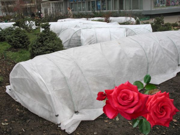 Как Укутать Розы На Зиму Фото