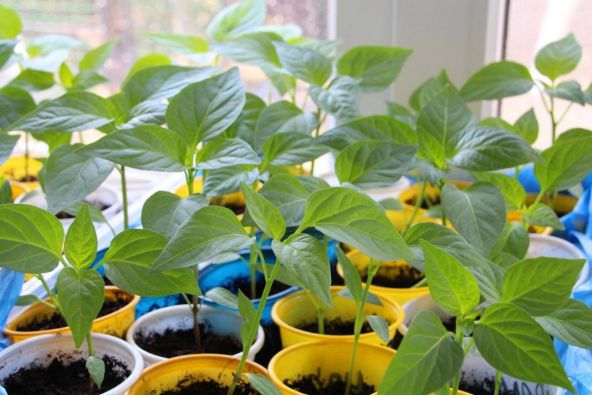 Как выращивать рассаду перца в домашних условиях?