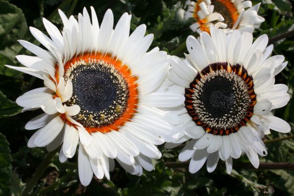 Цветы сентябринки размножение, посадка и уход осенью и весной фото и видео