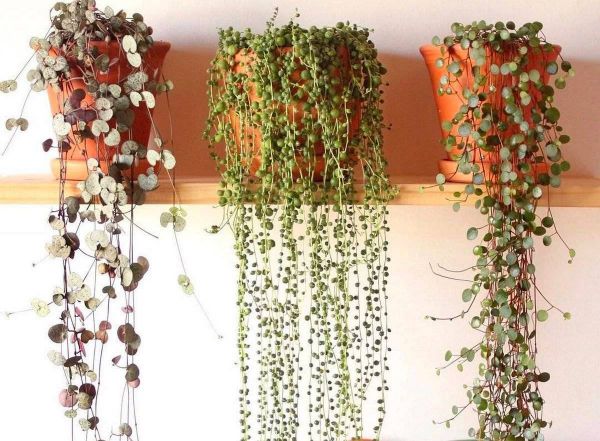 Ампельные комнатные растения в подвесных кашпо